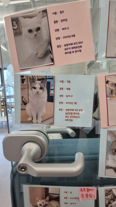 설렘고양이카페 이미지