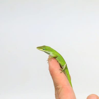 옐로우그린(주) 이미지
