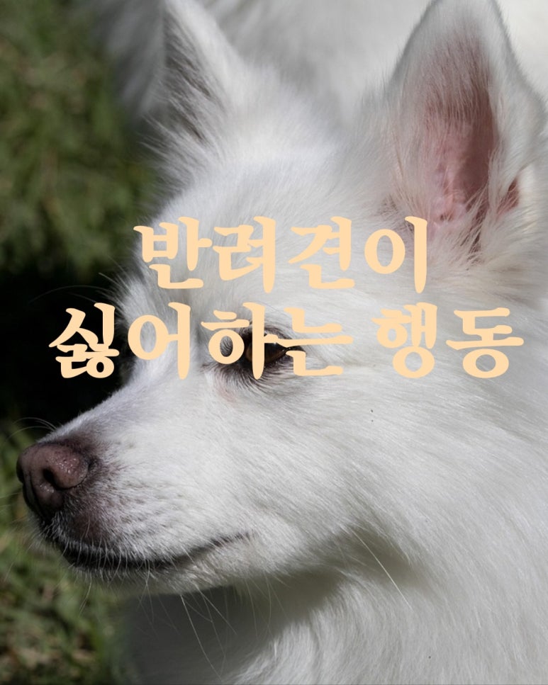 반려견이 싫어하는 행동