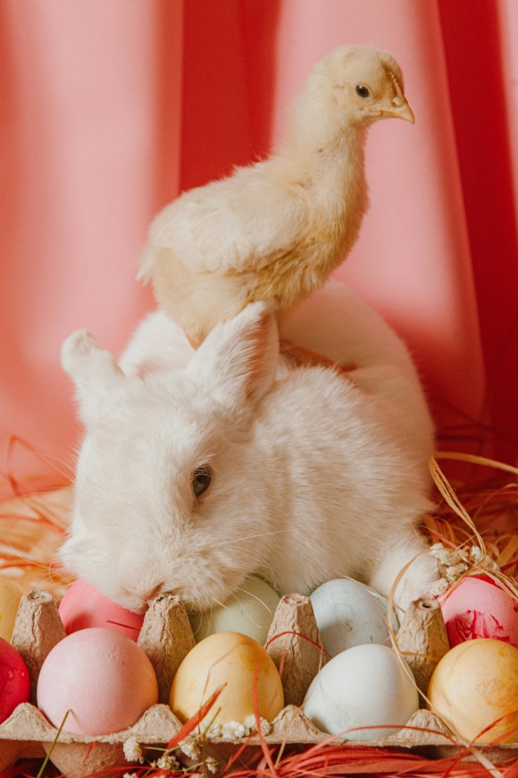 에그(egg) 이미지