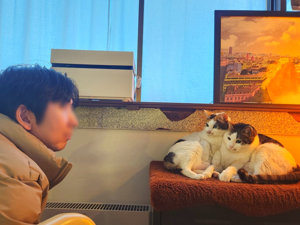테디스테디고 이미지