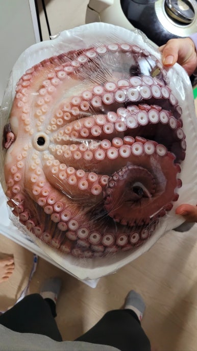 모토리카 이미지