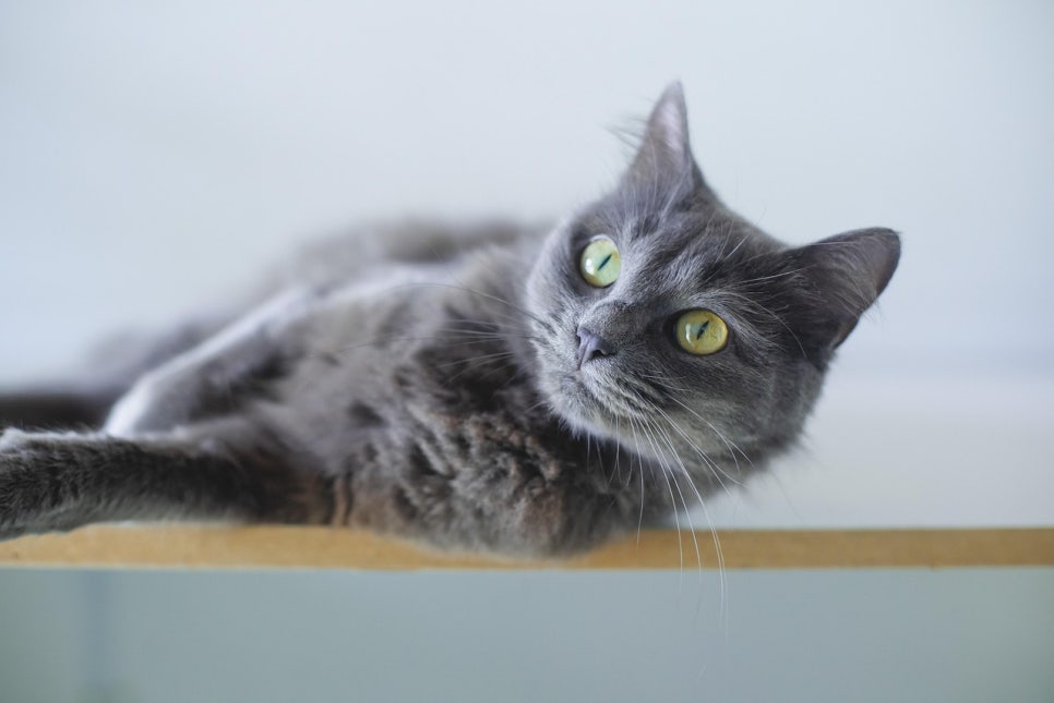 바스테트(Bastet) 이미지