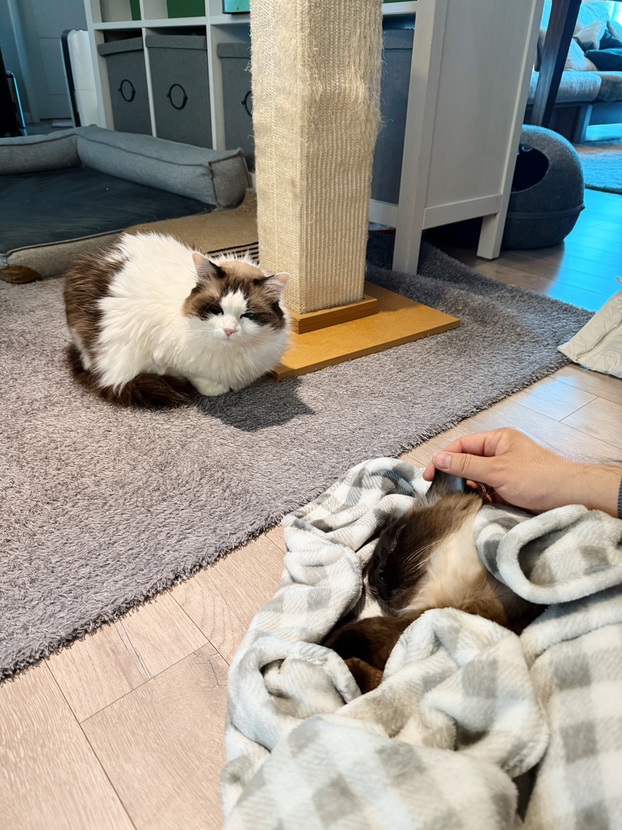 고양이 장례 절차 및 비용 안내 — 사진 7