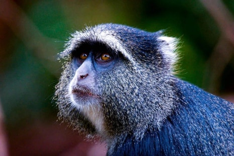 블루몽키(BLUE MONKEY) 이미지