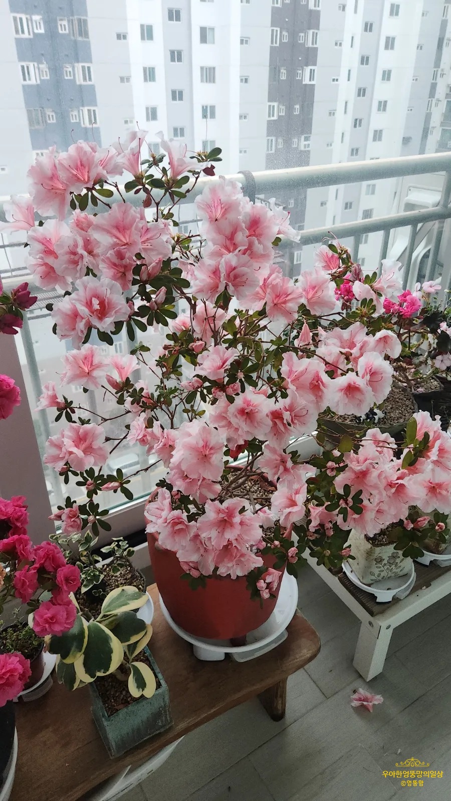 봄이네꽃화원 이미지