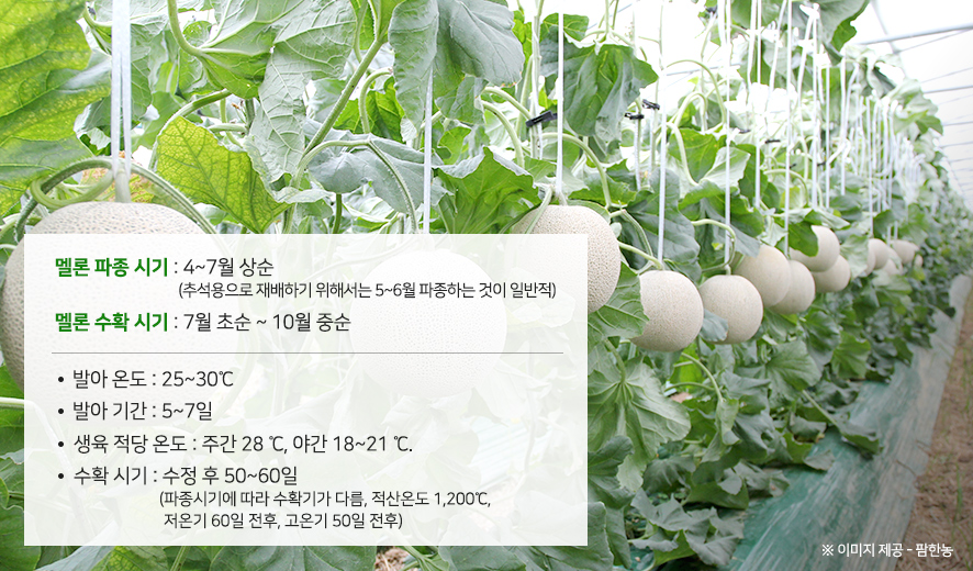 초록영양 이미지