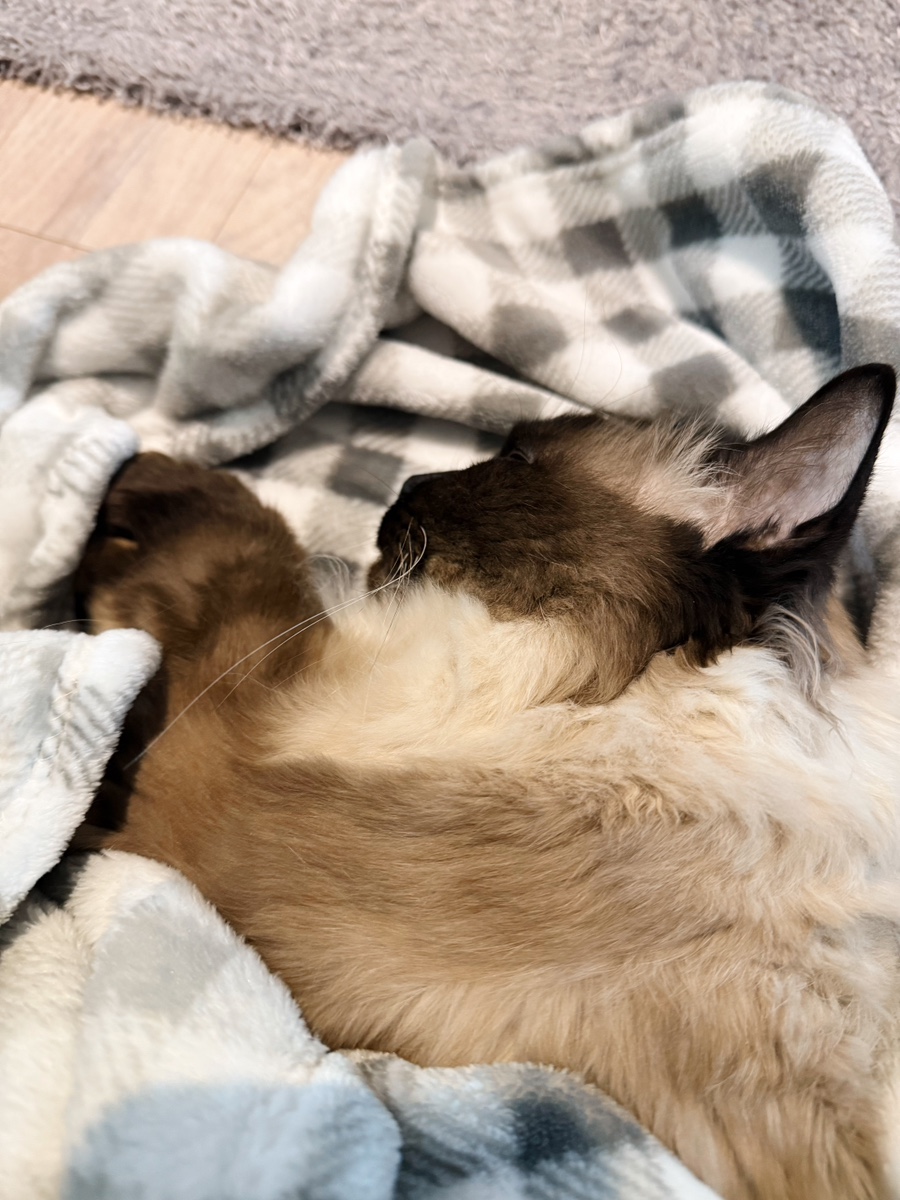 고양이 장례 절차 및 비용 안내 — 사진 6