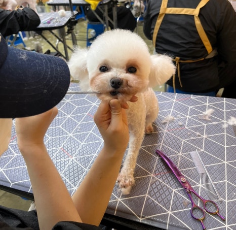 이정민애견미용학원 이미지