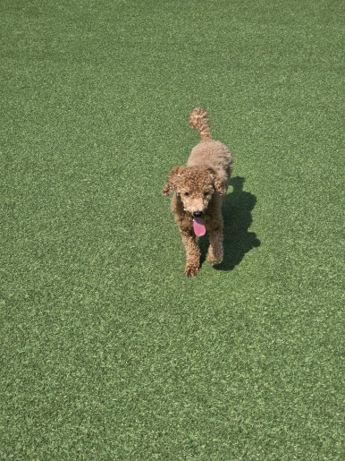 레인바우애견카페 이미지