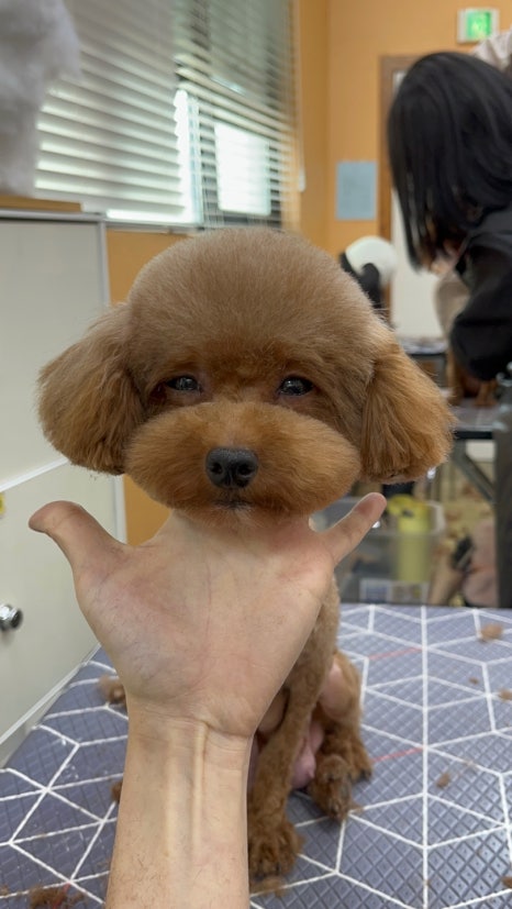 이정민애견미용학원 이미지
