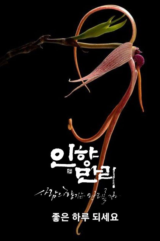 심수 이미지