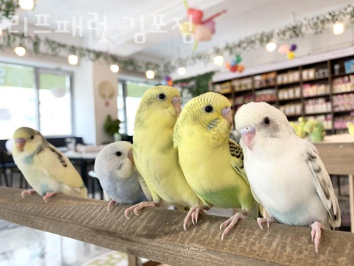 지에스(GS)25 김포구래 이미지
