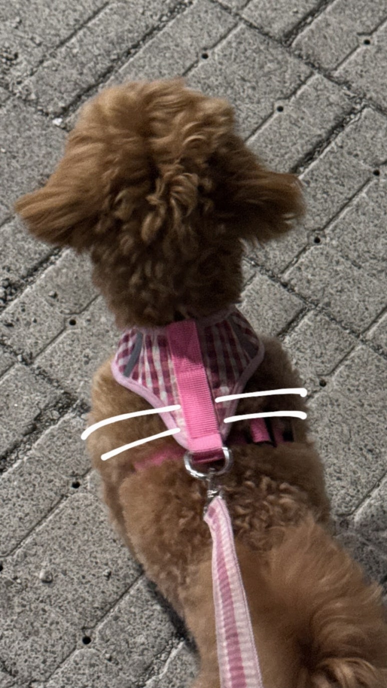 쿠키모먼트 이미지