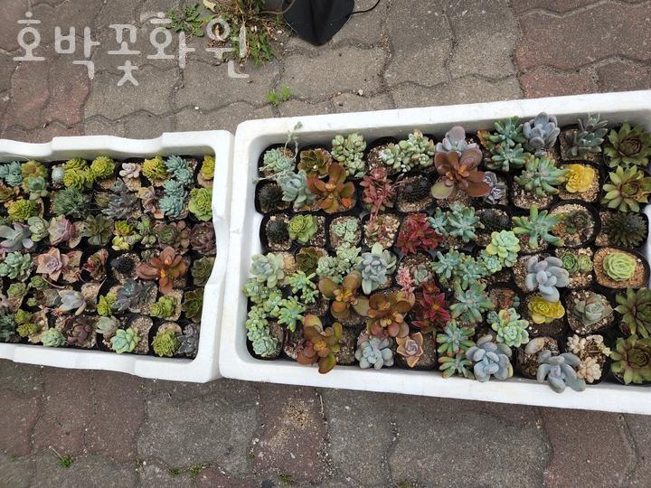 호박꽃화원 이미지