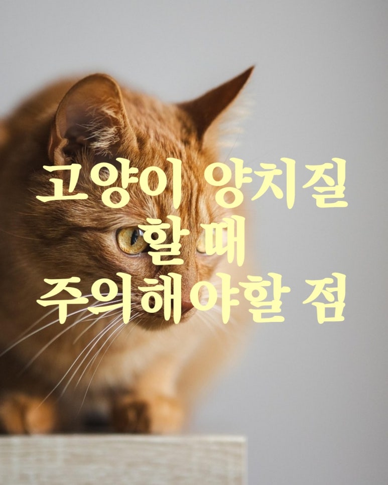 고양이 양치질 할 때 주의해야 할 점