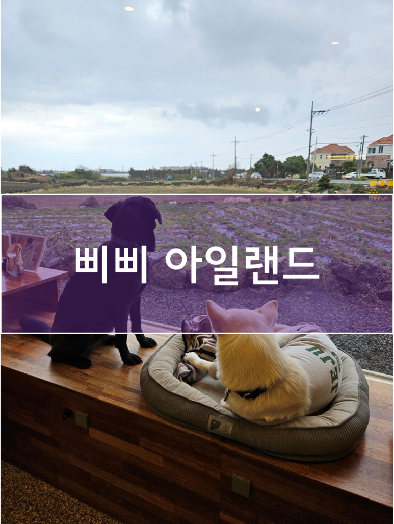 삐삐아일랜드 이미지