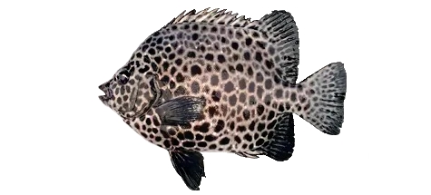 강담 이미지