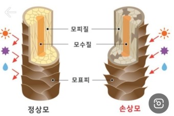 더블리나 이미지