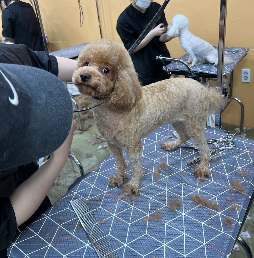 이정민애견미용학원 이미지