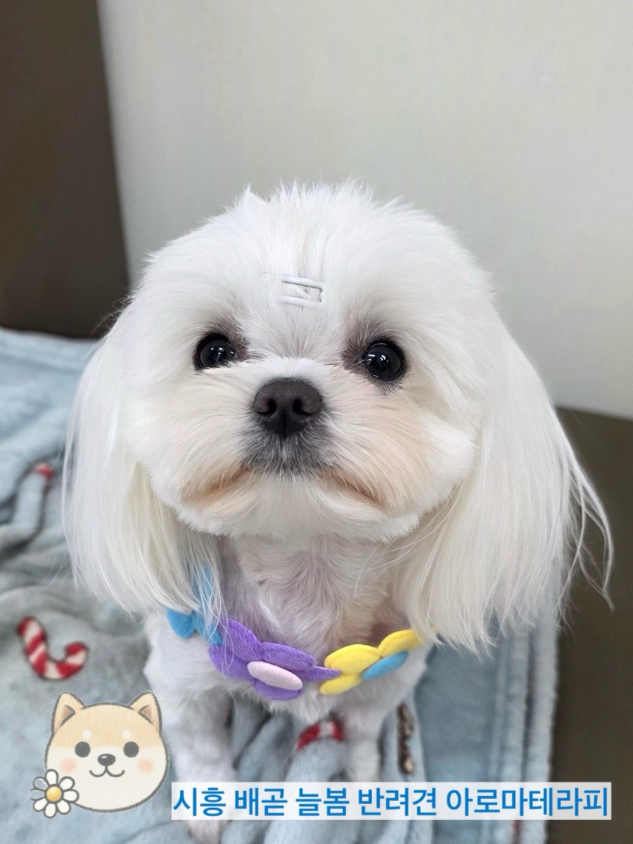 늘봄아로마테라피 이미지