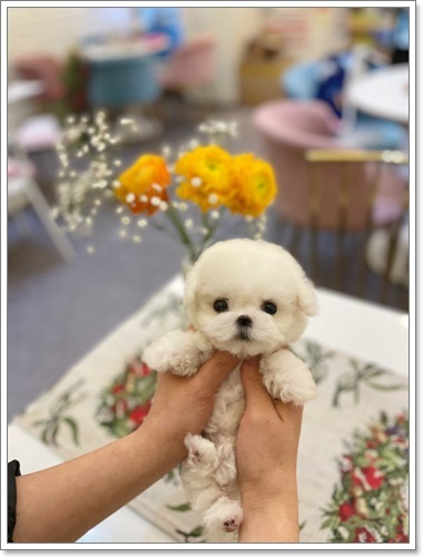 펫블리 이미지