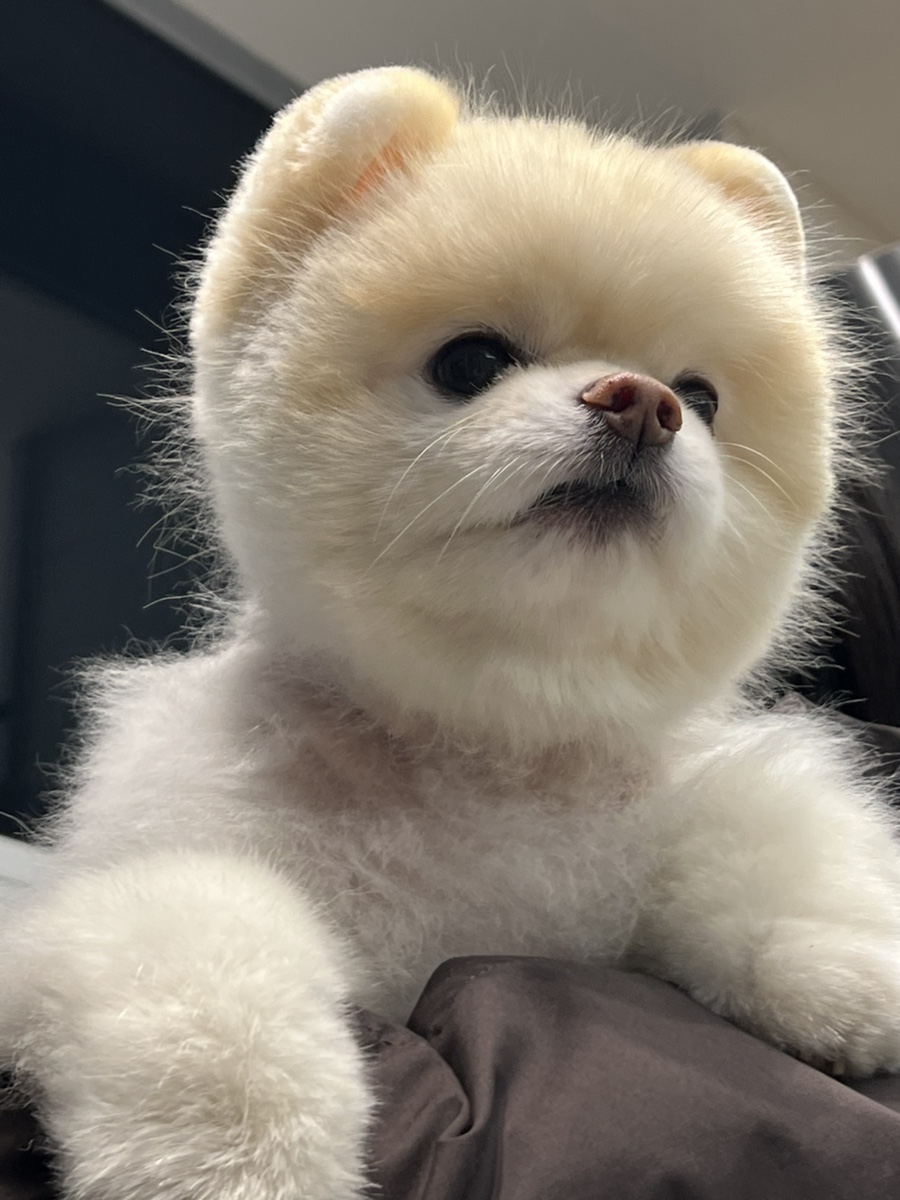 복대박 이미지
