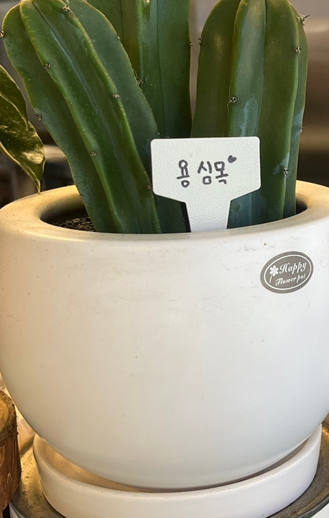 틴틴스버거 이미지
