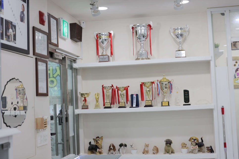 프로펫애견미용학원 이미지