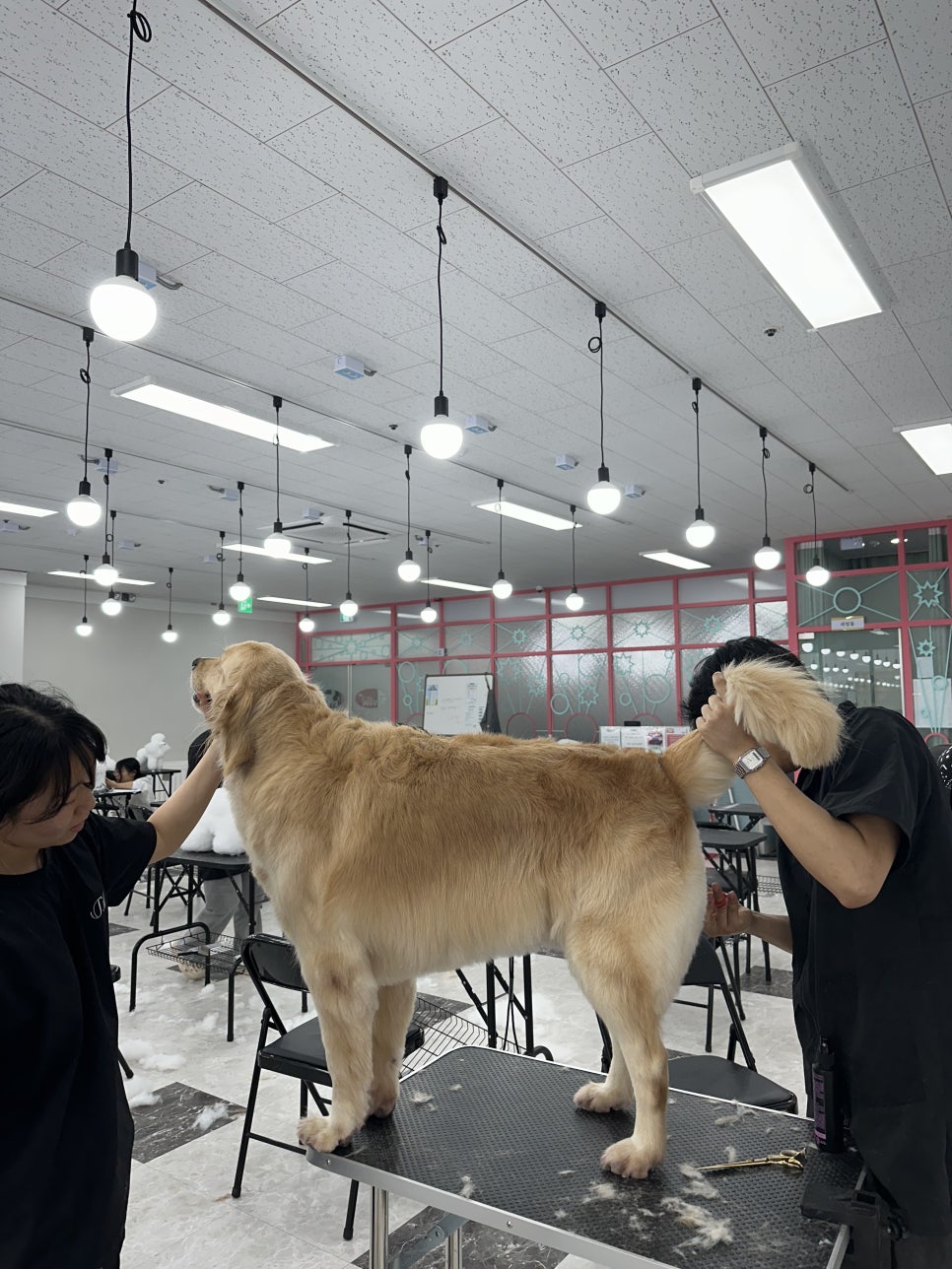 대전 애견미용학원 수강료, 기간, 시간표 완벽 분석 — 사진 6