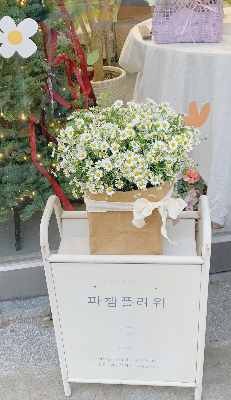 파쳄플라워 이미지