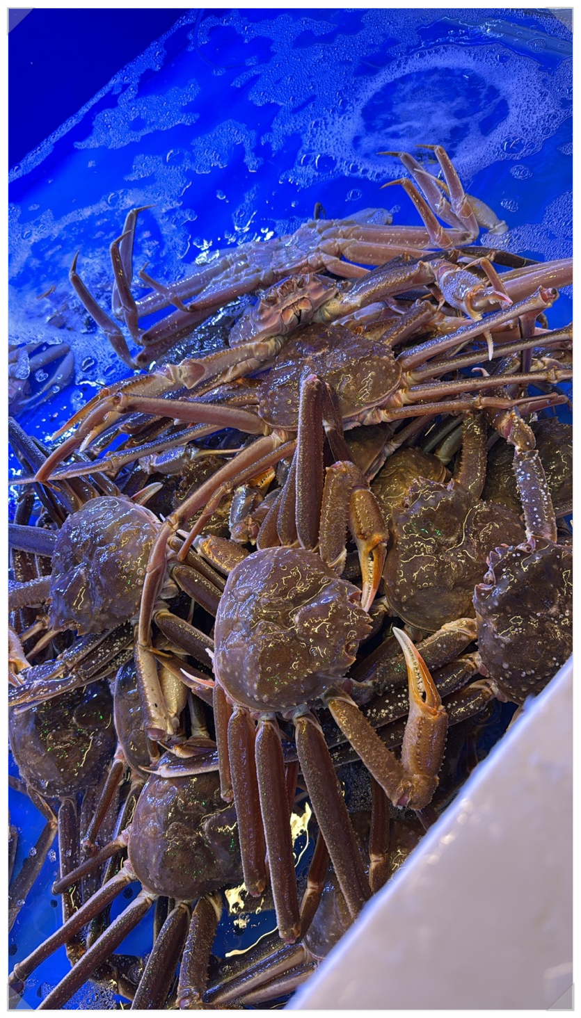 천상대게 이미지