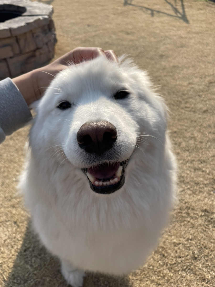 시로네 이미지