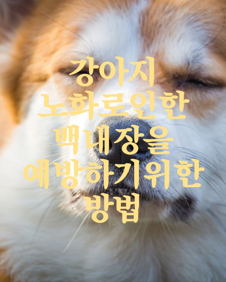 강아지 노화로인한 백내장을 예방하기 위한 방법