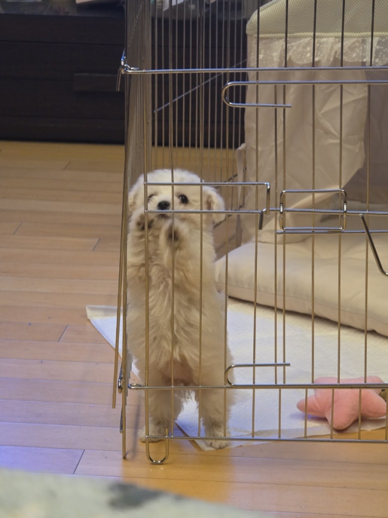 하이고 이미지