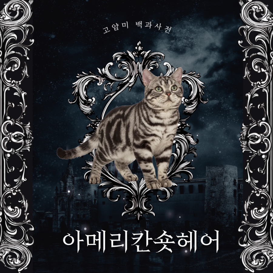 으누헤어 이미지