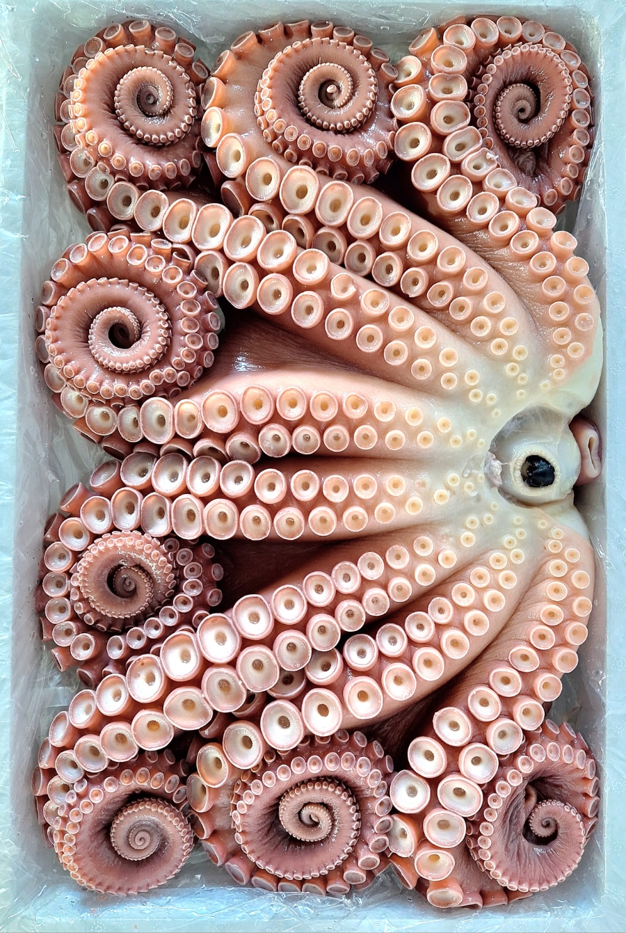 오예수산 이미지