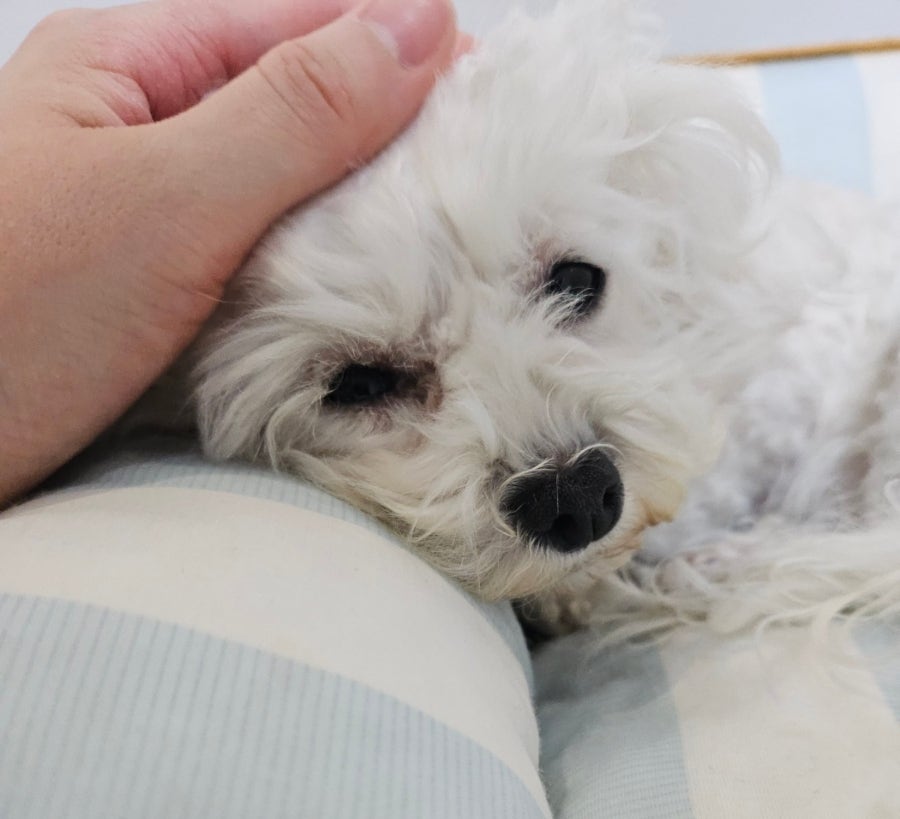 부천 애견 유치원 멍하우스 1년 후기: 강아지 호텔 비용 및 시설 — 사진 12