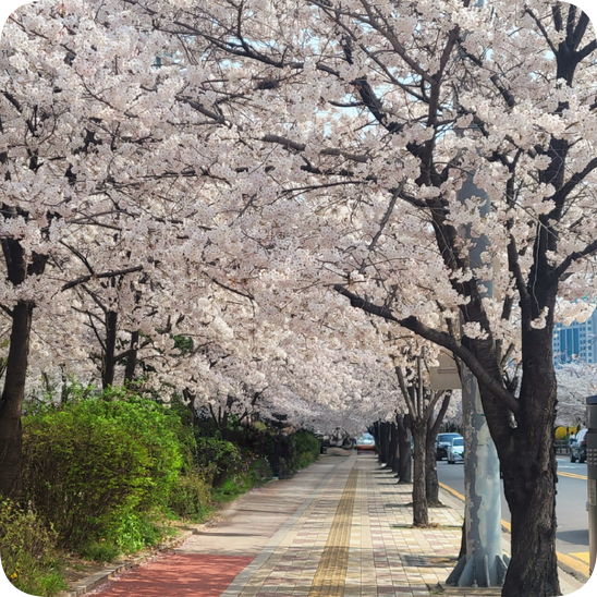 연세라벤더치과교정과치과의원 이미지