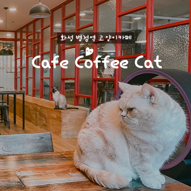 카페 커피캣 이미지
