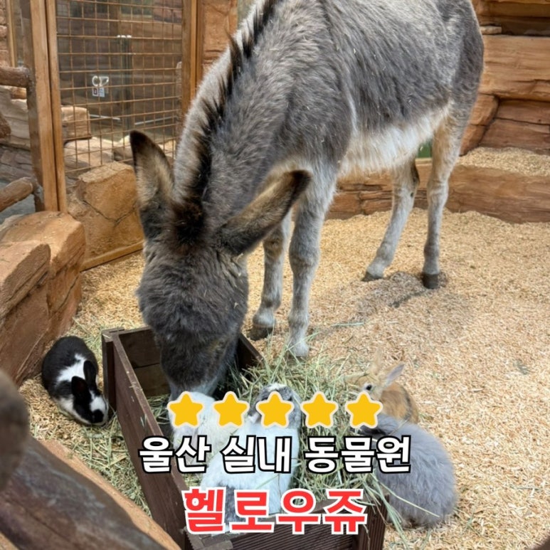 헬로우쥬 카페 이미지