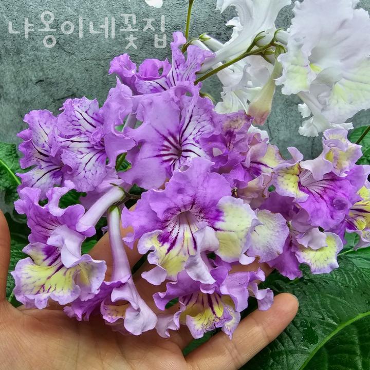 냐옹이네꽃집 이미지