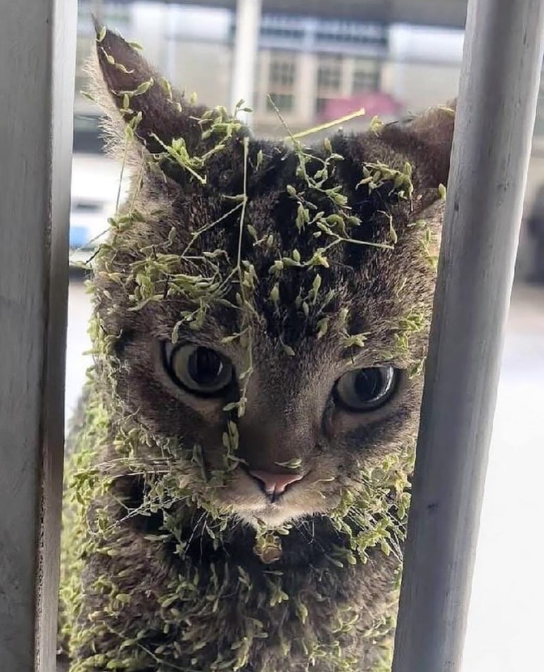 쭈꾸 이미지