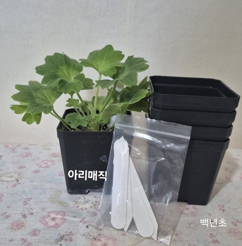 아리꽃방 이미지