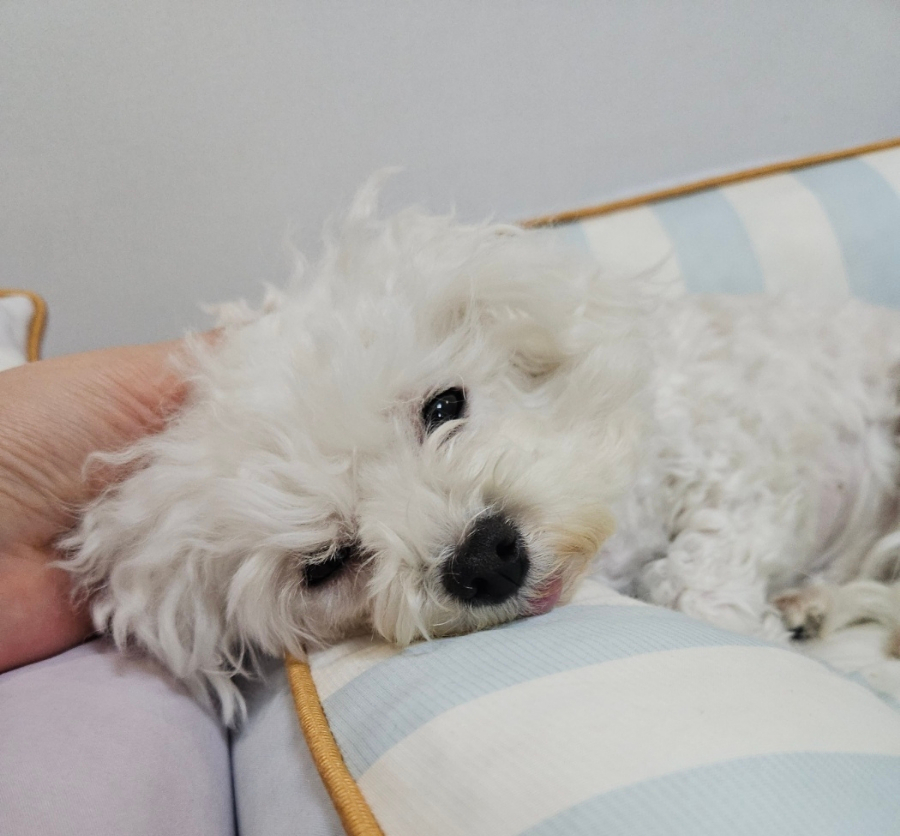 부천 애견 유치원 멍하우스 1년 후기: 강아지 호텔 비용 및 시설 — 사진 11
