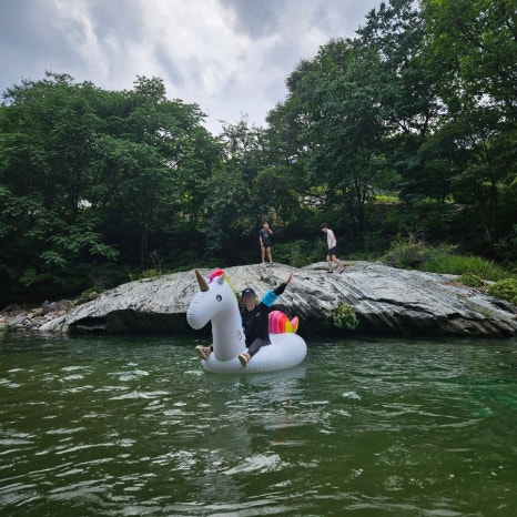 마로니에1970 이미지