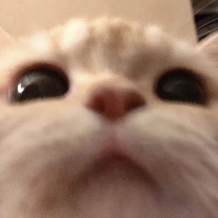 양연족발 이미지