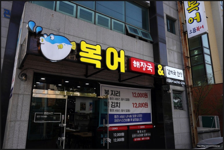 제주복어 이미지