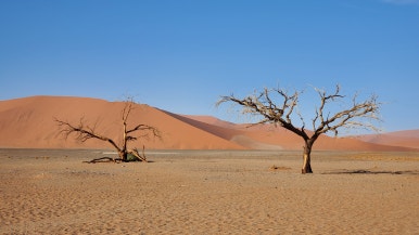 나미브(NAMIB) 이미지