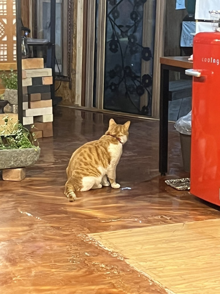 한옥마을녹색흑염소 이미지
